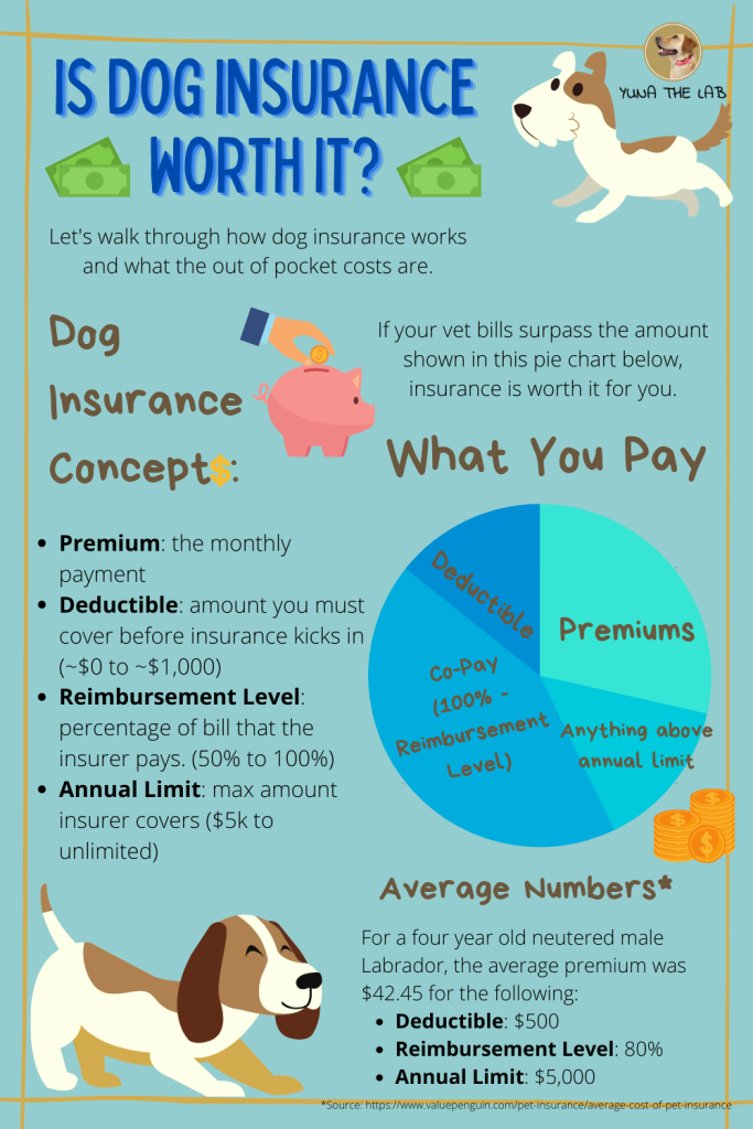 Is Pet Insurance Worth It for Older Dogs