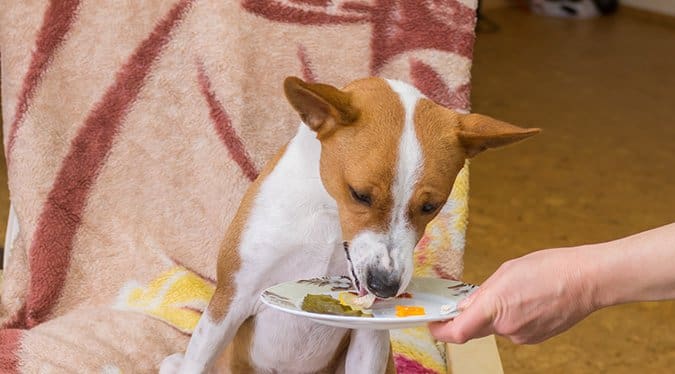 Is Whole Foods Dog Friendly