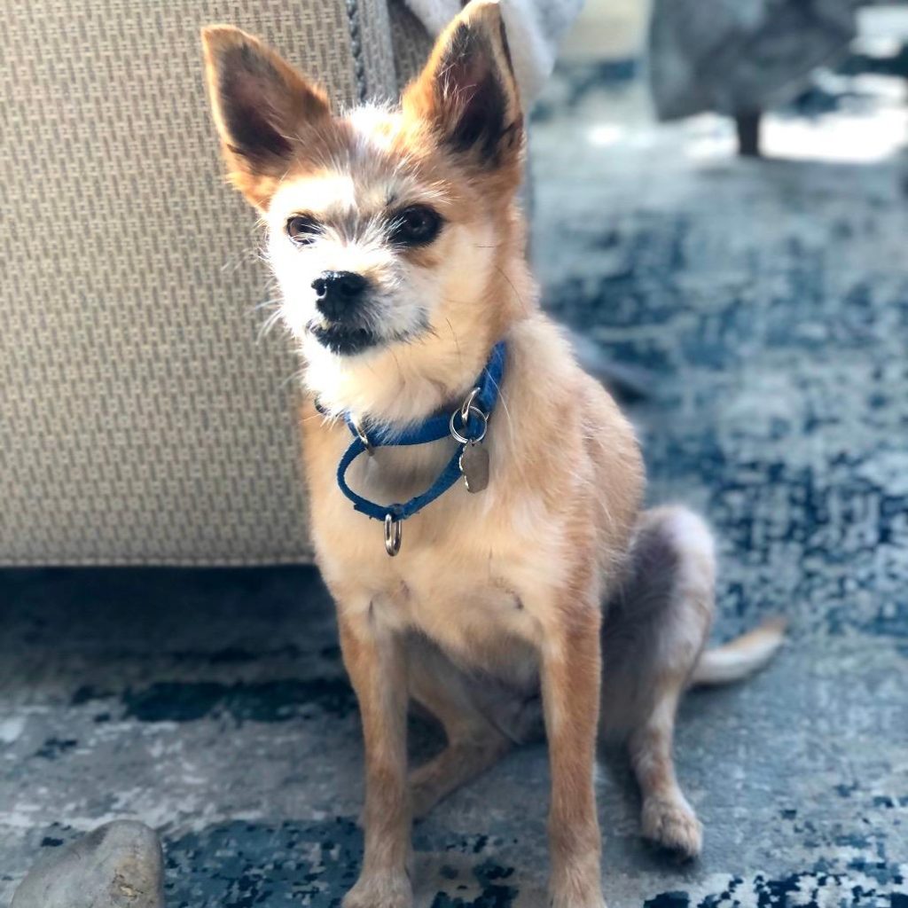 Jindo Dogs for Adoption near Me