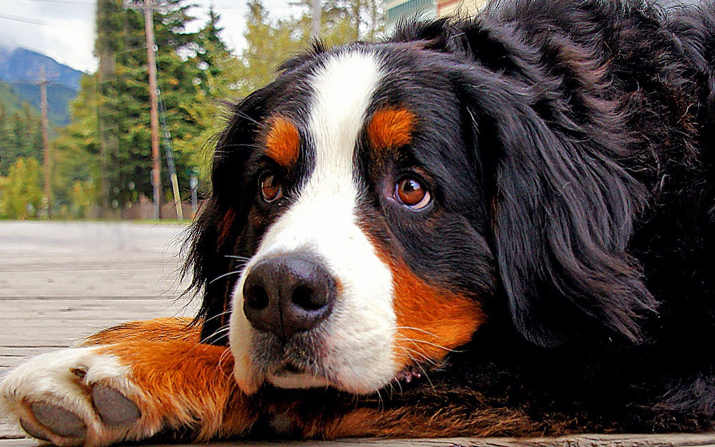 Large Dog Breeds Beginning With B