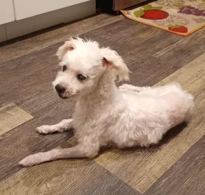 Maltipoo Dogs for Adoption near Me