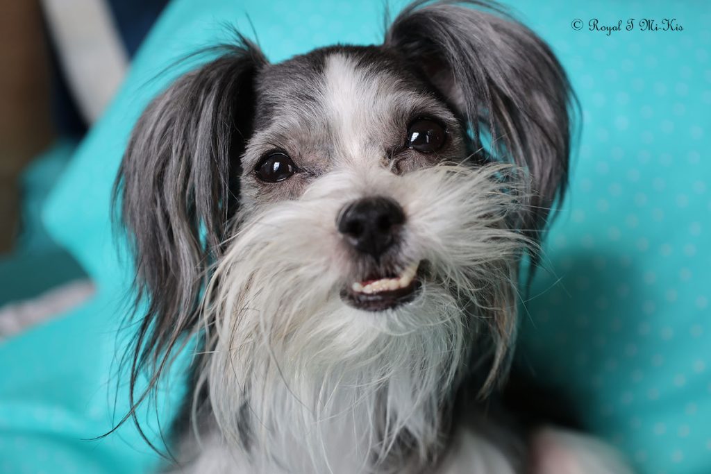 Mi Ki Dogs for Adoption