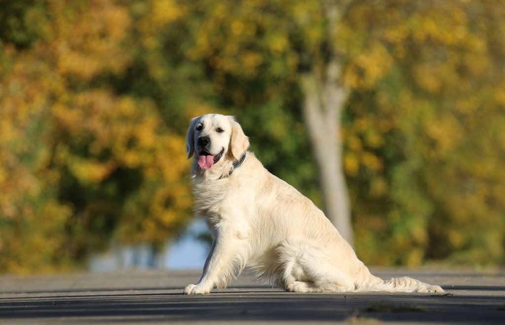 Non Aggressive Dog Breeds