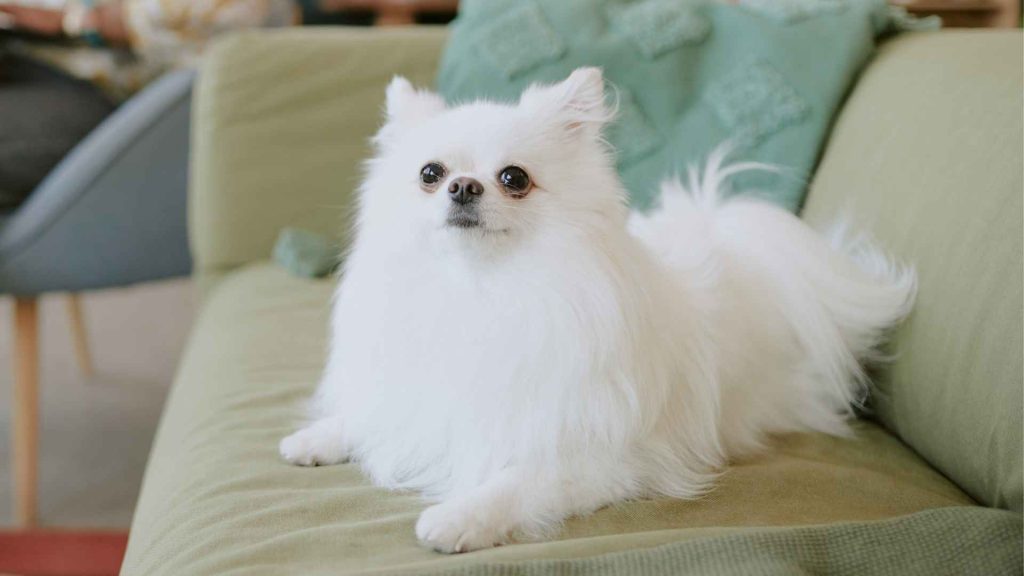 Photos of Small Dog Breeds