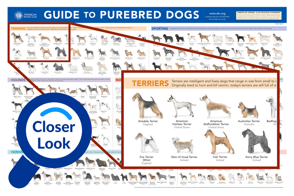 Poster of Dog Breeds