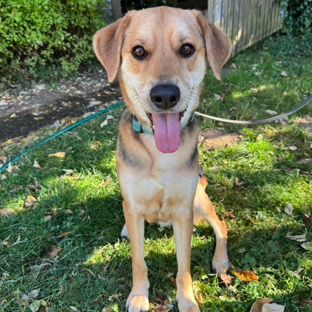 Poulsbo Humane Society Dogs for Adoption