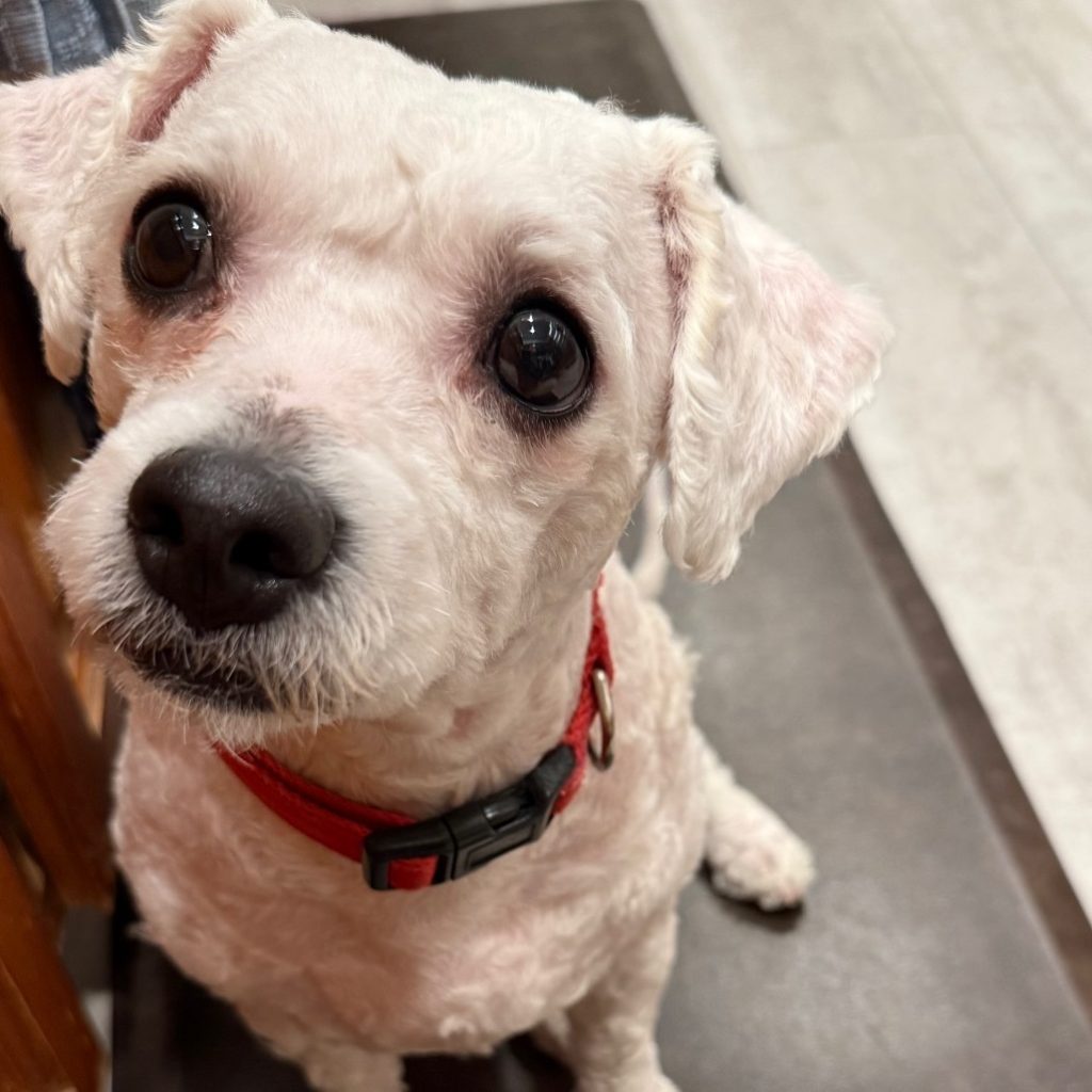 Puli Dogs for Adoption