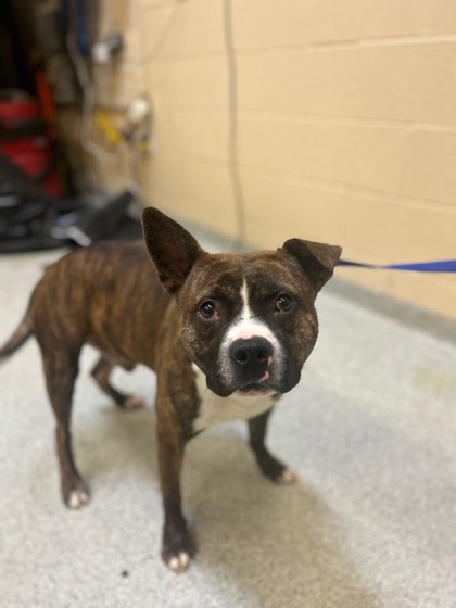 Rockingham County Animal Shelter Adoptable Dogs