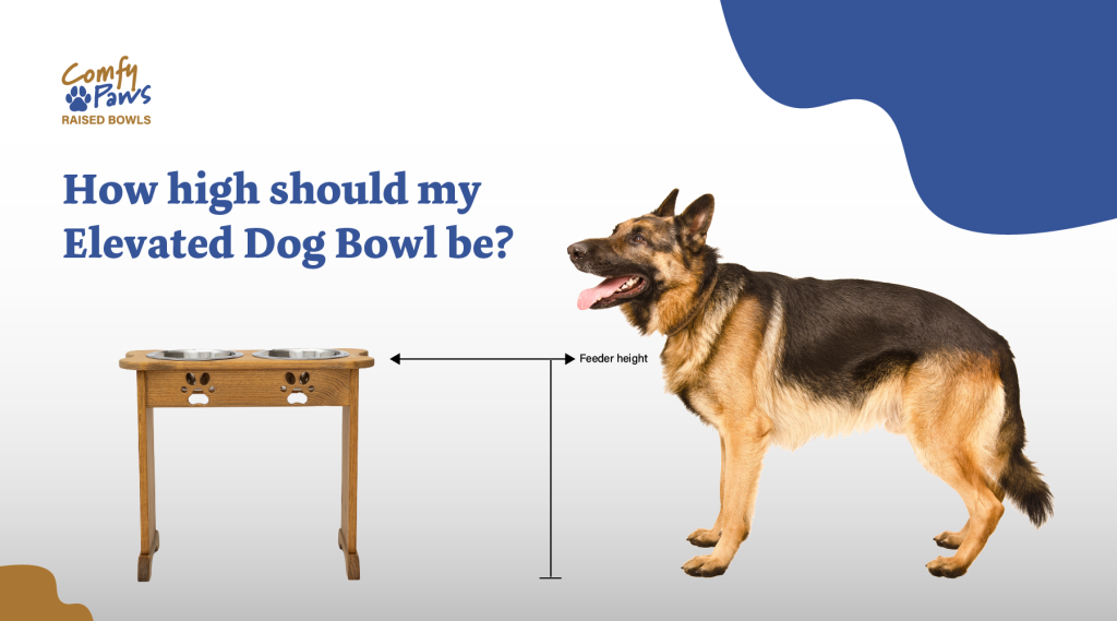 Should Dog Bowls Be Raised
