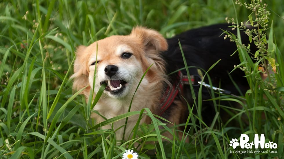 Should Dog Breeds Be Capitalized