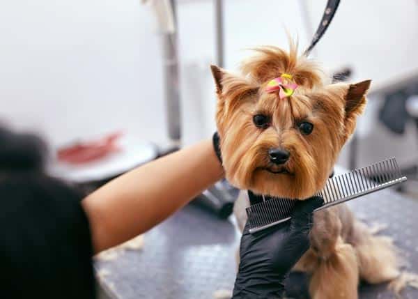 Should I Tip the Dog Groomer
