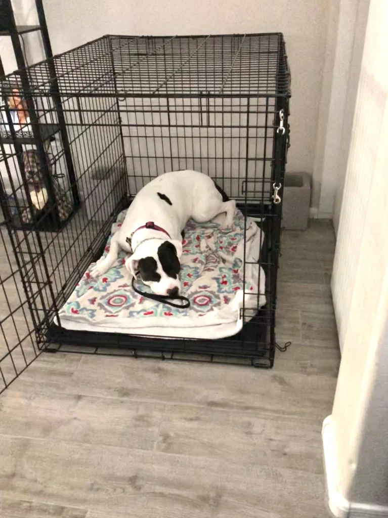 Should My Dog Sleep in a Crate