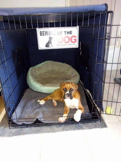 Should You Fully Cover a Dog Crate