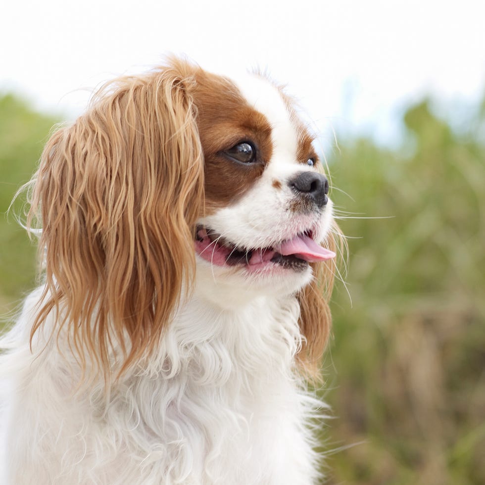 Small Dog Breeds That Dont Bark