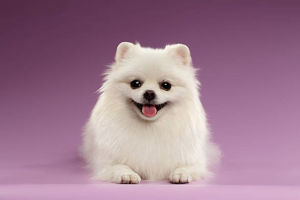 Small Fluffy Dog Breeds Price