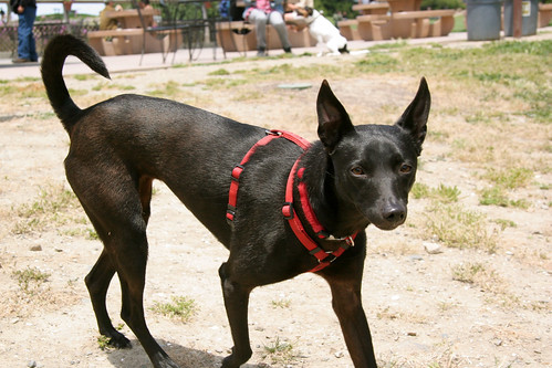 Taiwan Dog Breeds