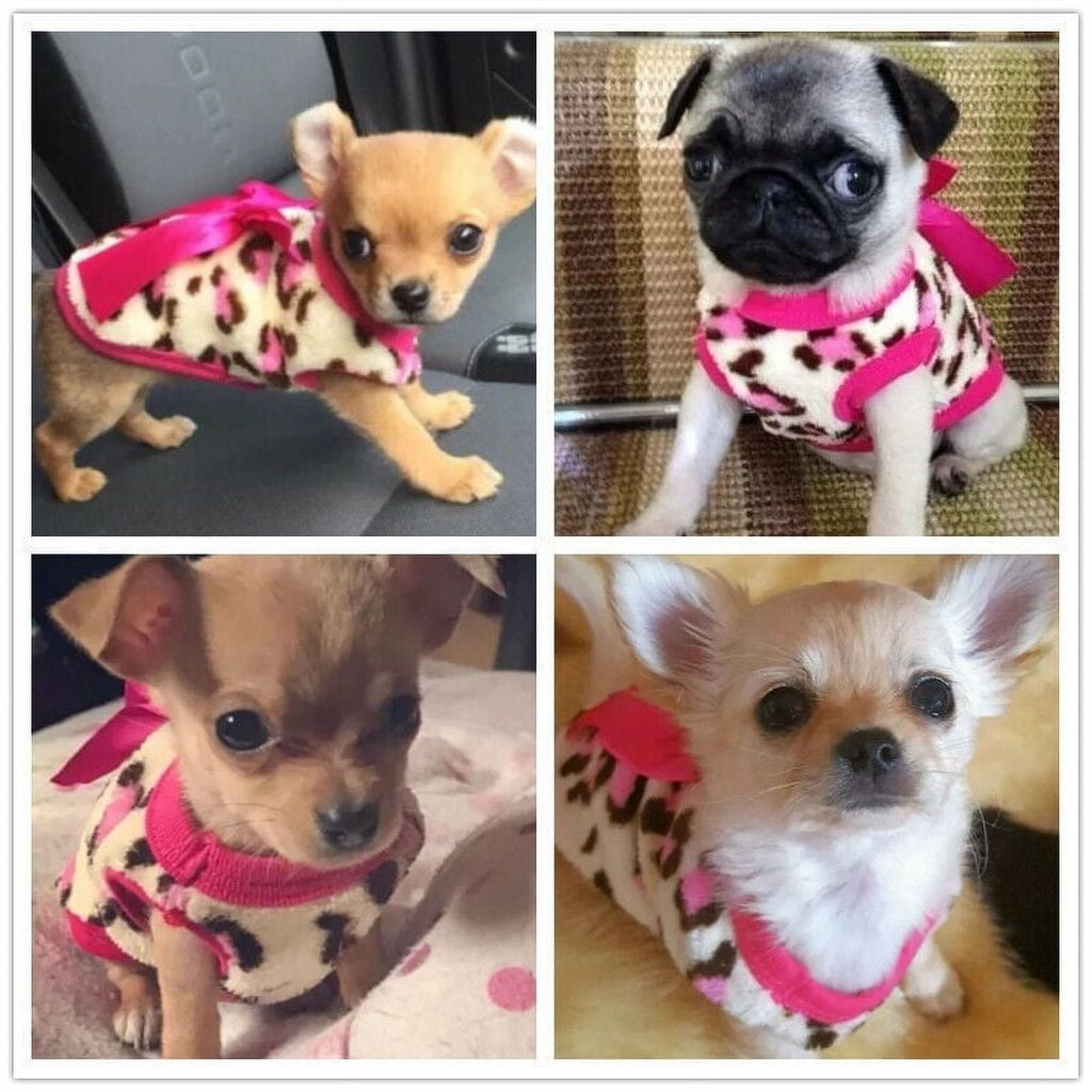 Teacup Dog Clothes