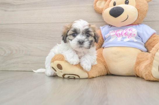 Teddy Bear Dog Adoption