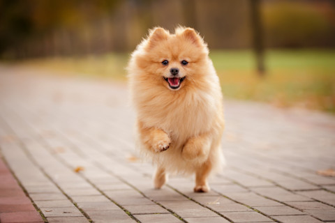 Top 10 Cute Dog Breeds