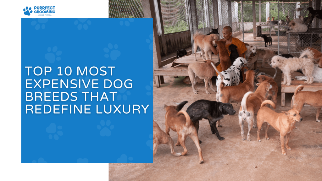 Top 10 Most Expensive Dog Breeds