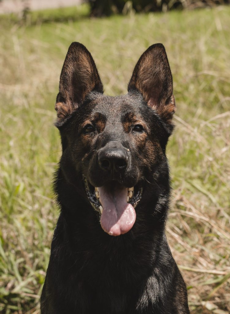 Trained Guard Dogs for Adoption