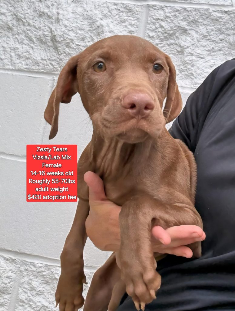 Vizsla Dog Adoption