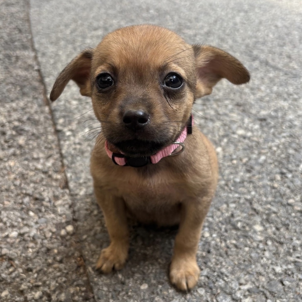 Wagtopia Dogs for Adoption