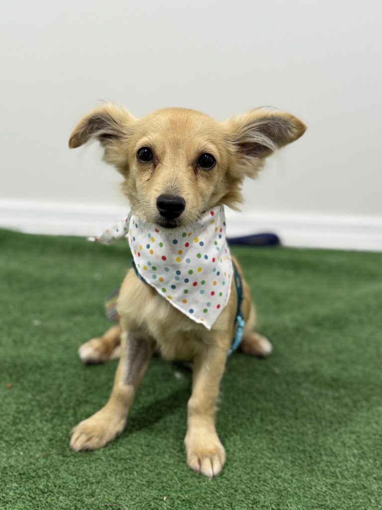 Watsonville Animal Shelter Dogs for Adoption