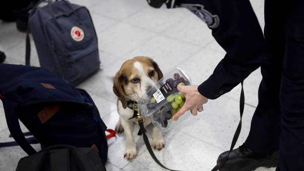 What are Airport Dogs Trained to Smell