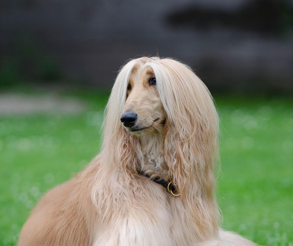 What are the Dumbest Dog Breeds