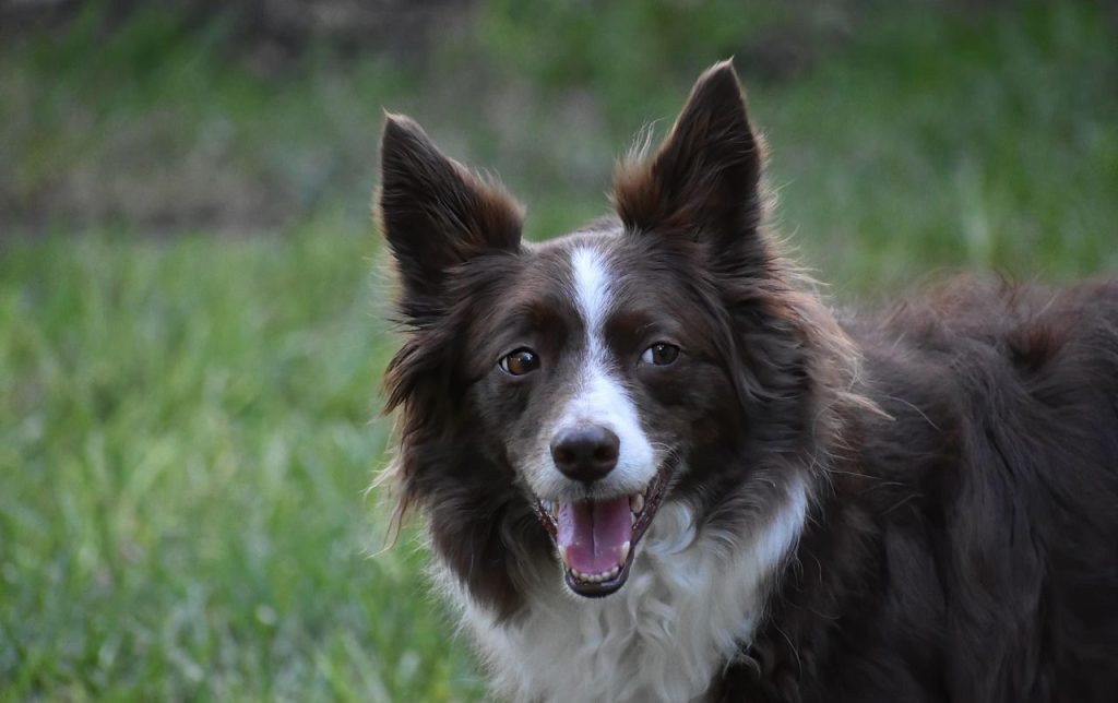 What are the Easiest Dog Breeds to Train