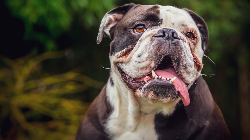 What are the Most Stubborn Dog Breeds