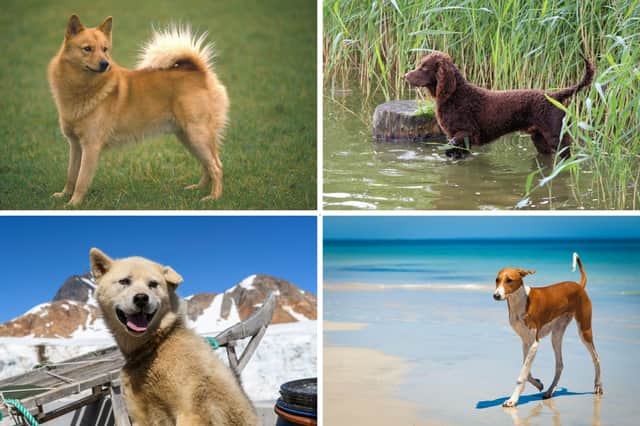 What are the Rarest Dog Breeds