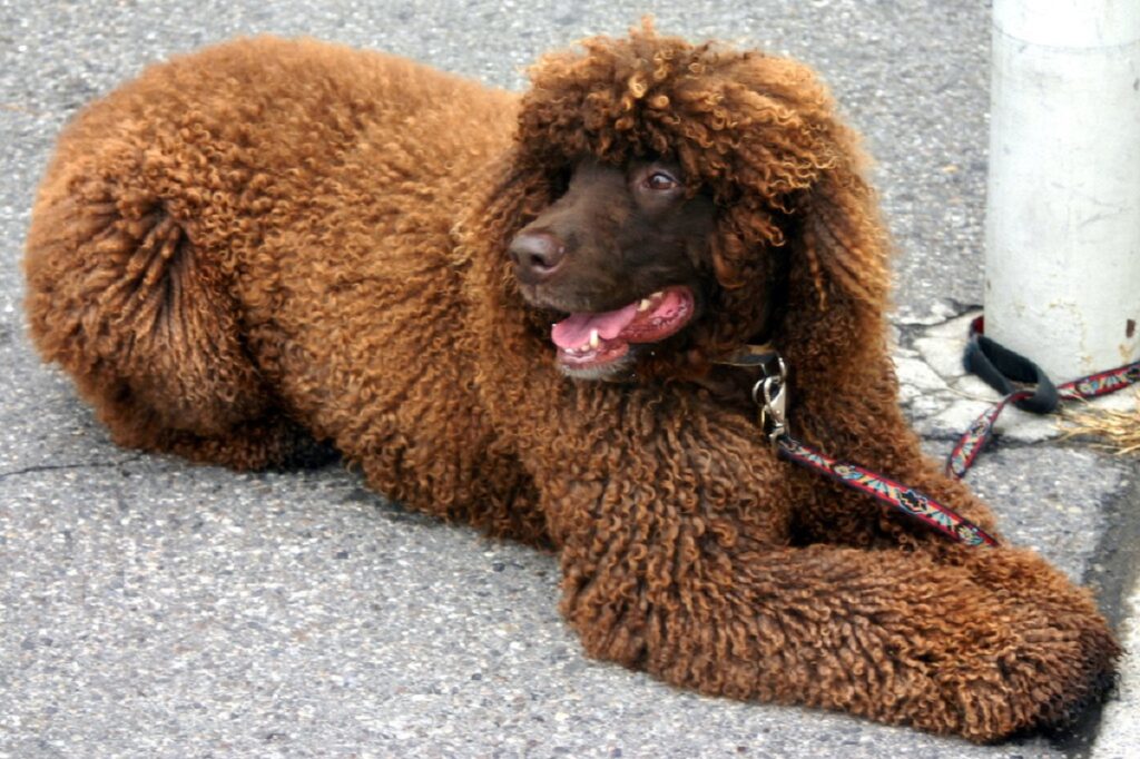 What Breeds of Dogs Have Webbed Toes