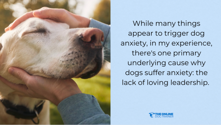 What Causes Dog Anxiety