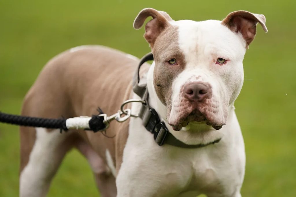 What Dog Breeds are Banned in Uk
