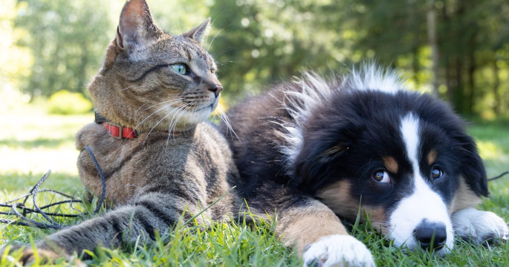 What Dog Breeds are Best With Cats