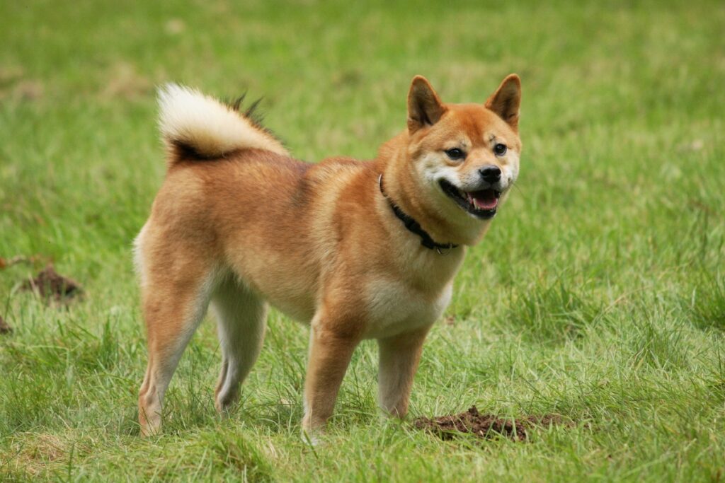 What Dog Breeds are Closest to Wolves