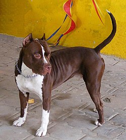What Dog Breeds are Considered Pit Bulls