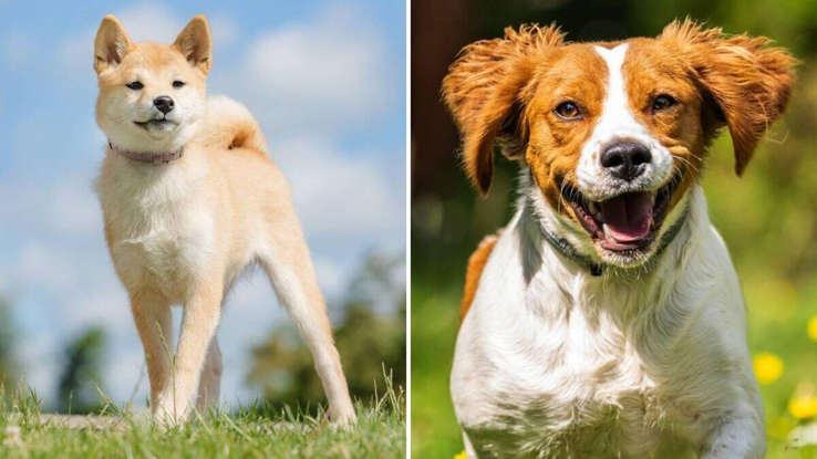 What Dog Breeds are the Healthiest