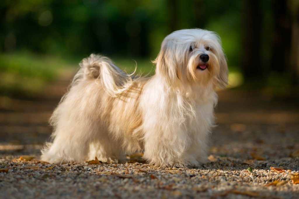 What Dog Breeds Don'T Malt