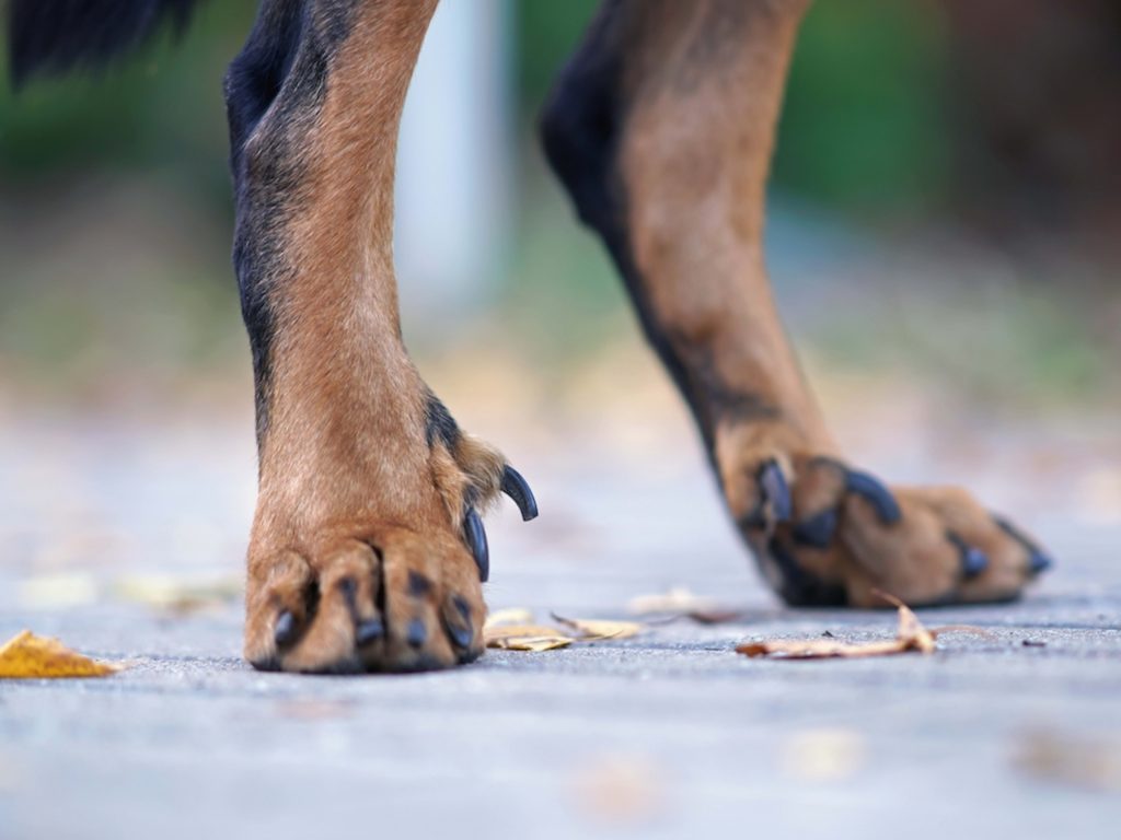 What Dog Breeds Have Back Dewclaws