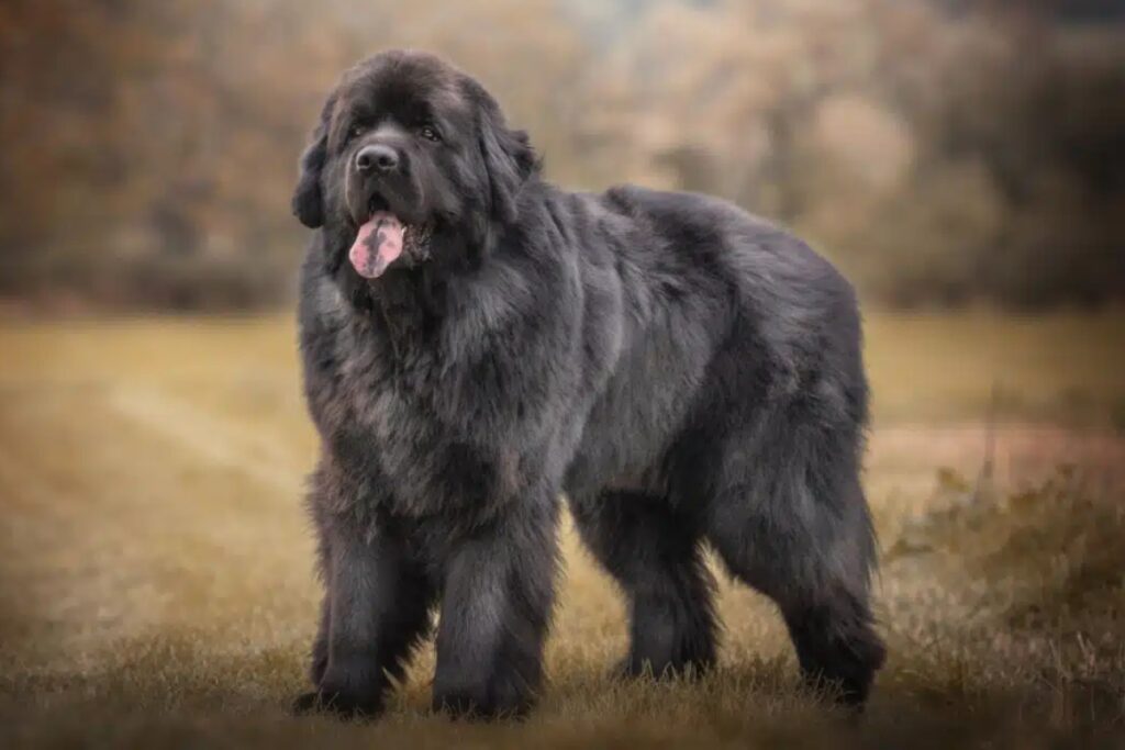 What Dog Breeds Have Blue Tongues