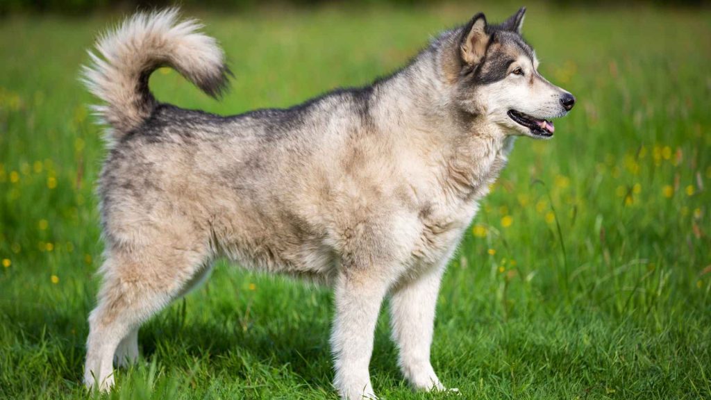 What Dog Breeds Have Curly Tails