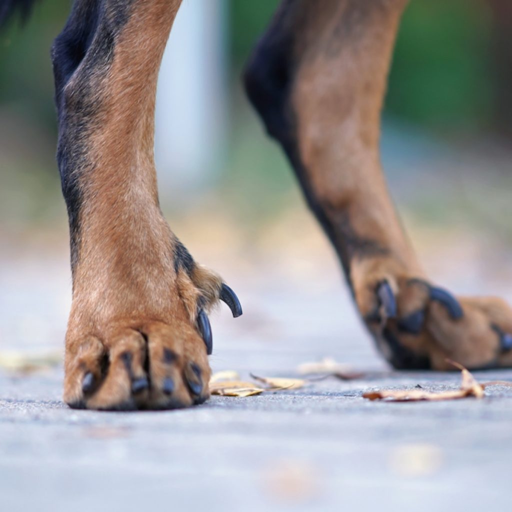 What Dog Breeds Have Dew Claws