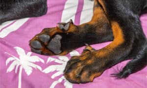 What Dog Breeds Have Dewclaws