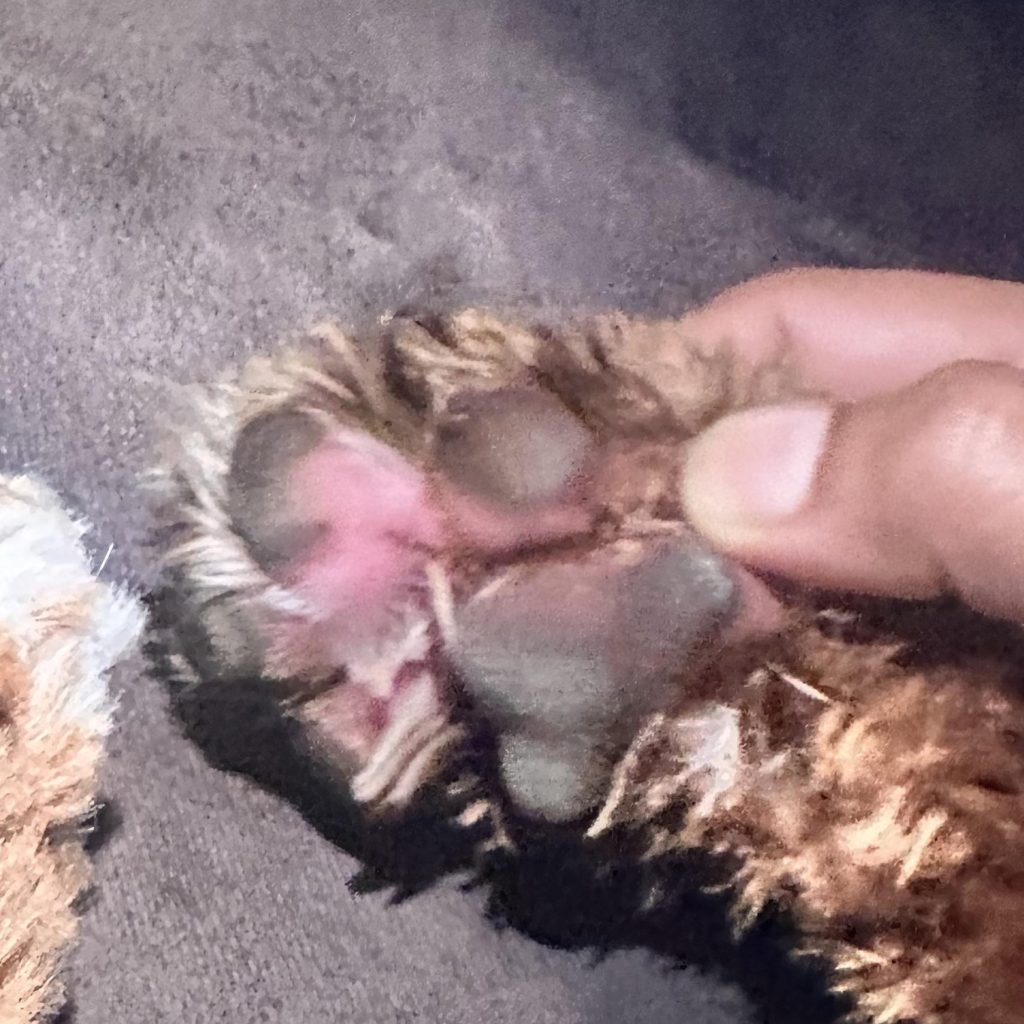 What Dog Breeds Have Pink Paw Pads