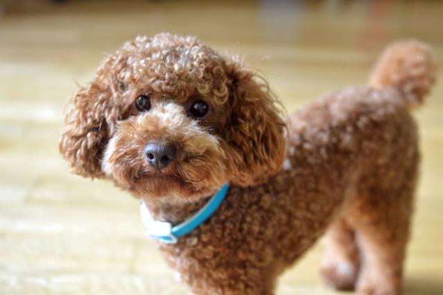 What Dog Breeds Have the Least Health Issues