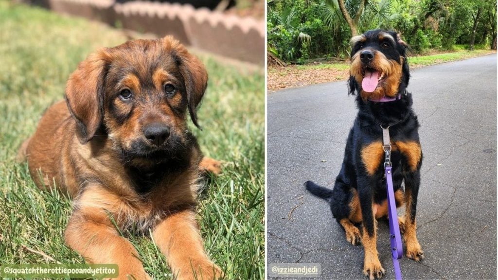 What Dog Breeds Make a Rottweiler