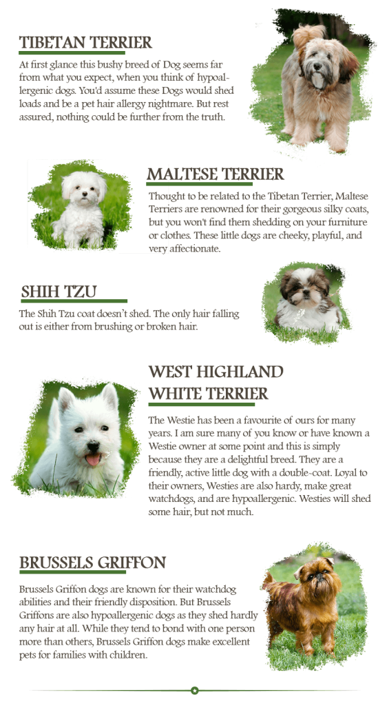 What Dog Breeds Shed the Least